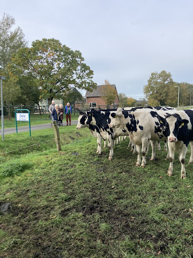 Wandeling langs de koeien