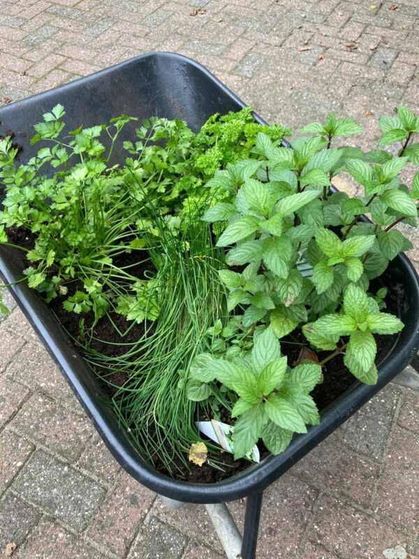 Verse kruiden uit de moestuin